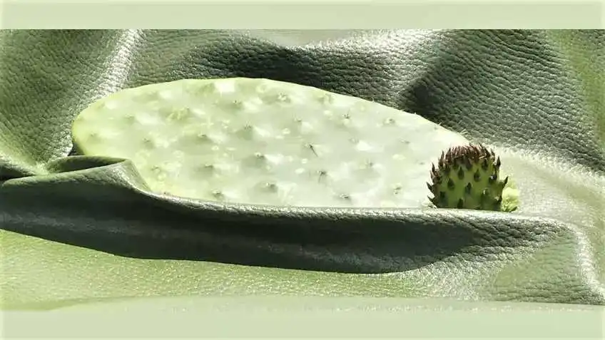 2.-vegan-leather-cactus-leather-alternative